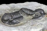 Two Detailed Gerastos Trilobite Fossils - Morocco #145766-2